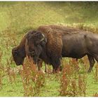 BISONS