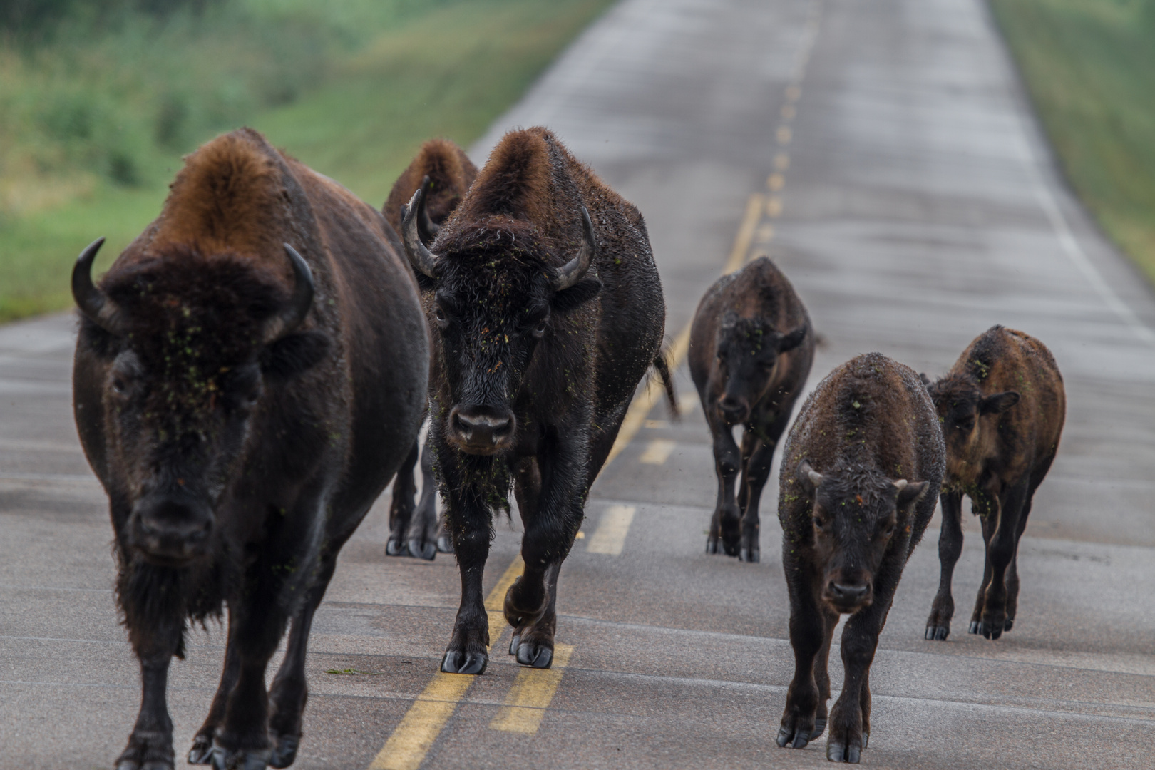 bisons ahead