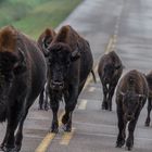 bisons ahead