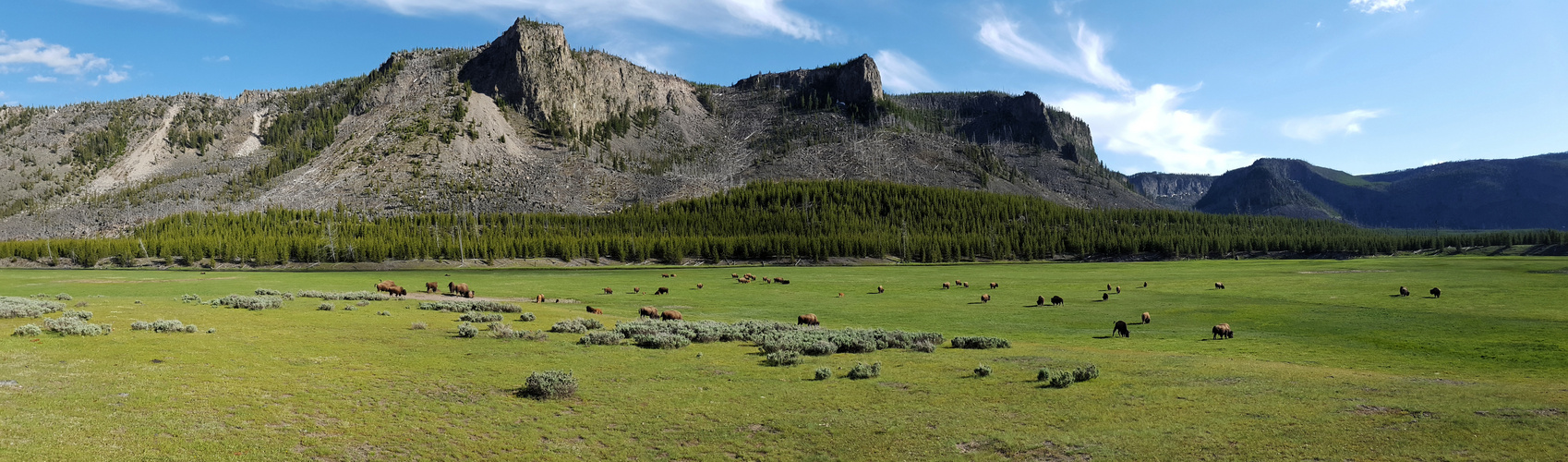 Bisons am Madison Canyon