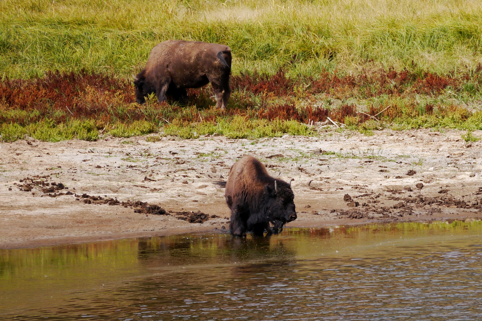 Bisons am Wasserloch