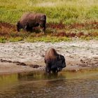 Bisons am Wasserloch