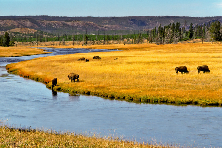 Bisons am Yellowstone River II - Yellowstone N.P. - Wyoming - USA