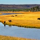 Bisons am Yellowstone River II - Yellowstone N.P. - Wyoming - USA