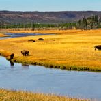 Bisons am Yellowstone River II - Yellowstone N.P. - Wyoming - USA