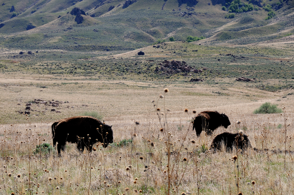 Bisons Antilopes Island Utah