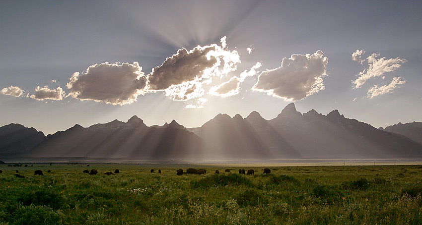 Bisons at Sunset