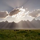 Bisons at Sunset