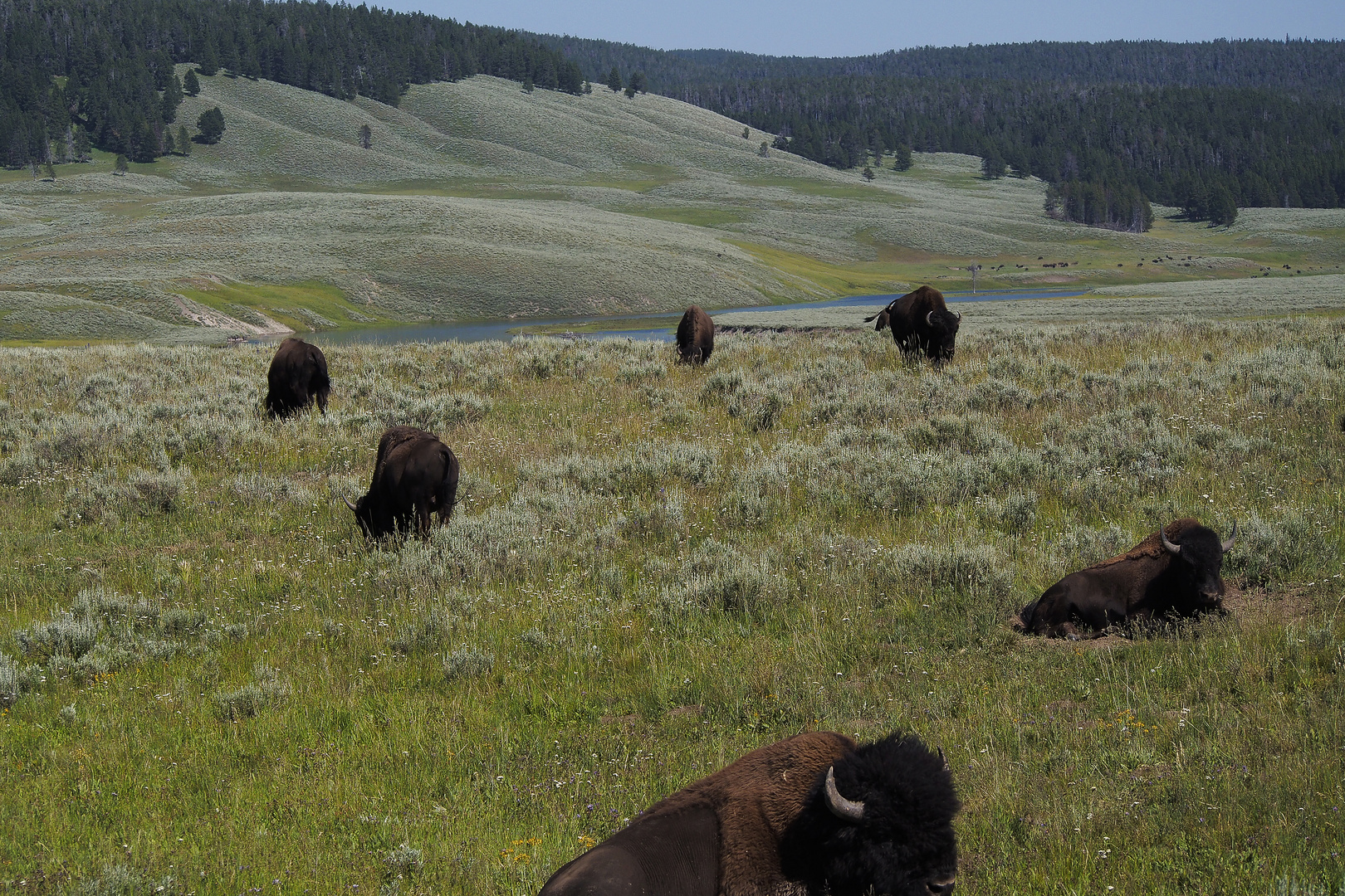 Bisons at Yellowstone Park