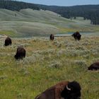 Bisons at Yellowstone Park