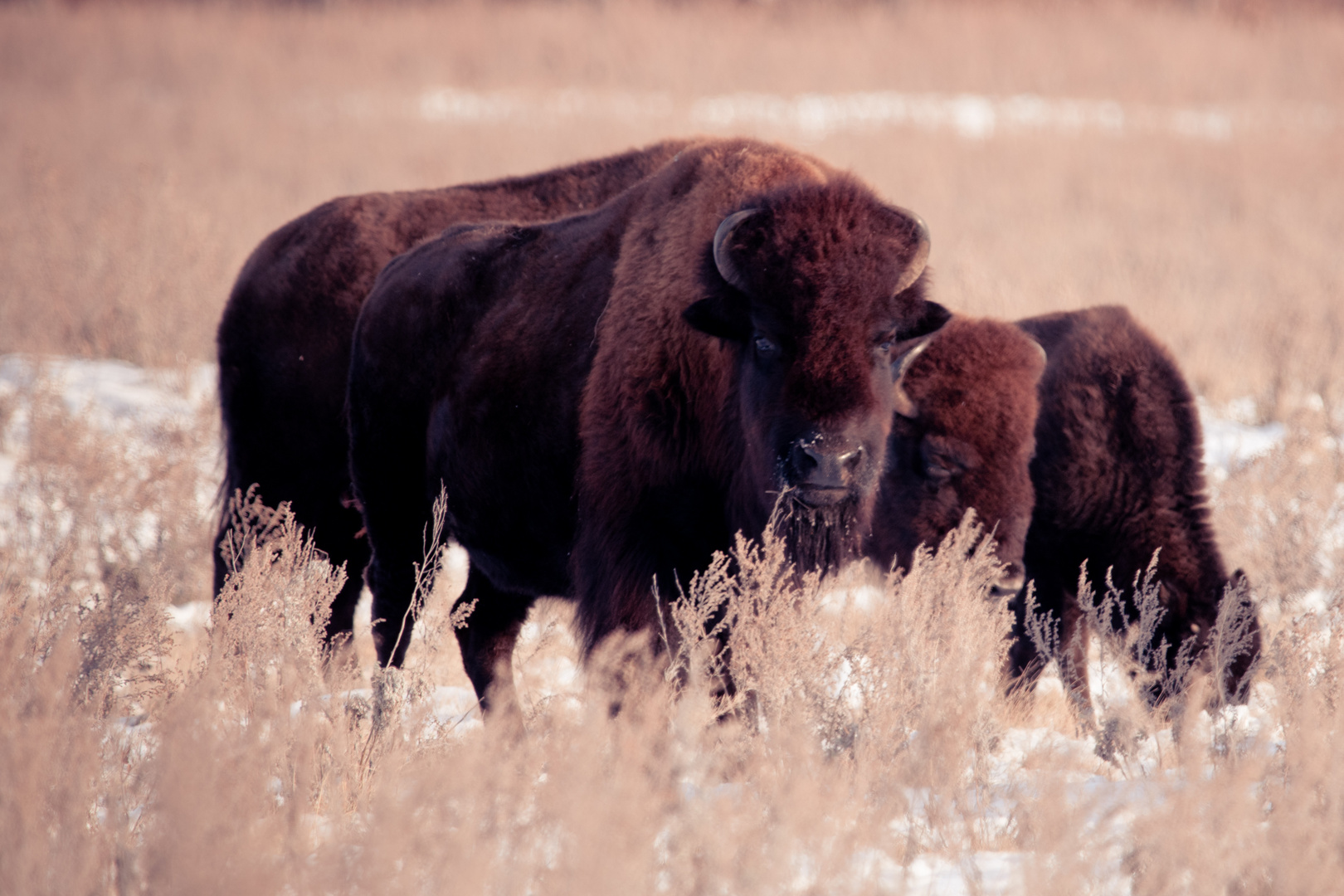 Bisons auf der Weide