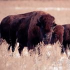 Bisons auf der Weide