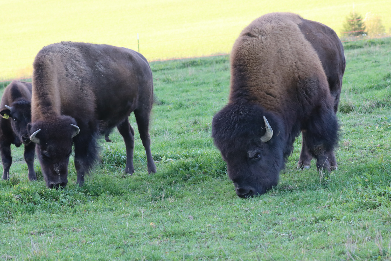 Bisons