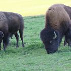 Bisons