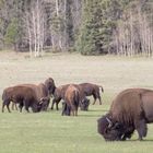 Bisons beim North Rim