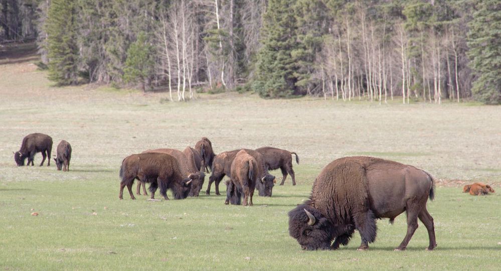 Bisons beim North Rim