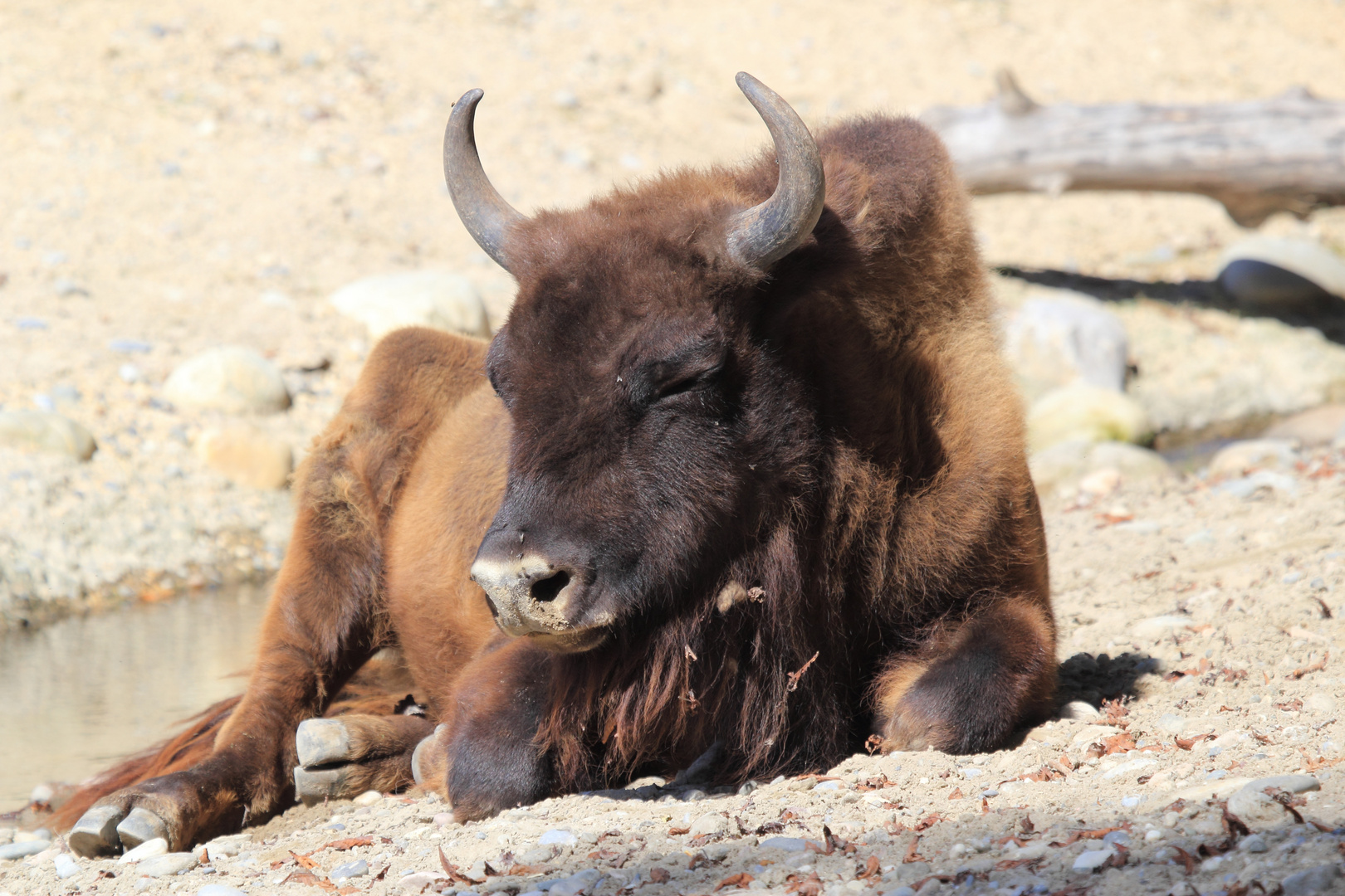 Bisons (Bos bison)