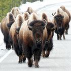 Bisons coming