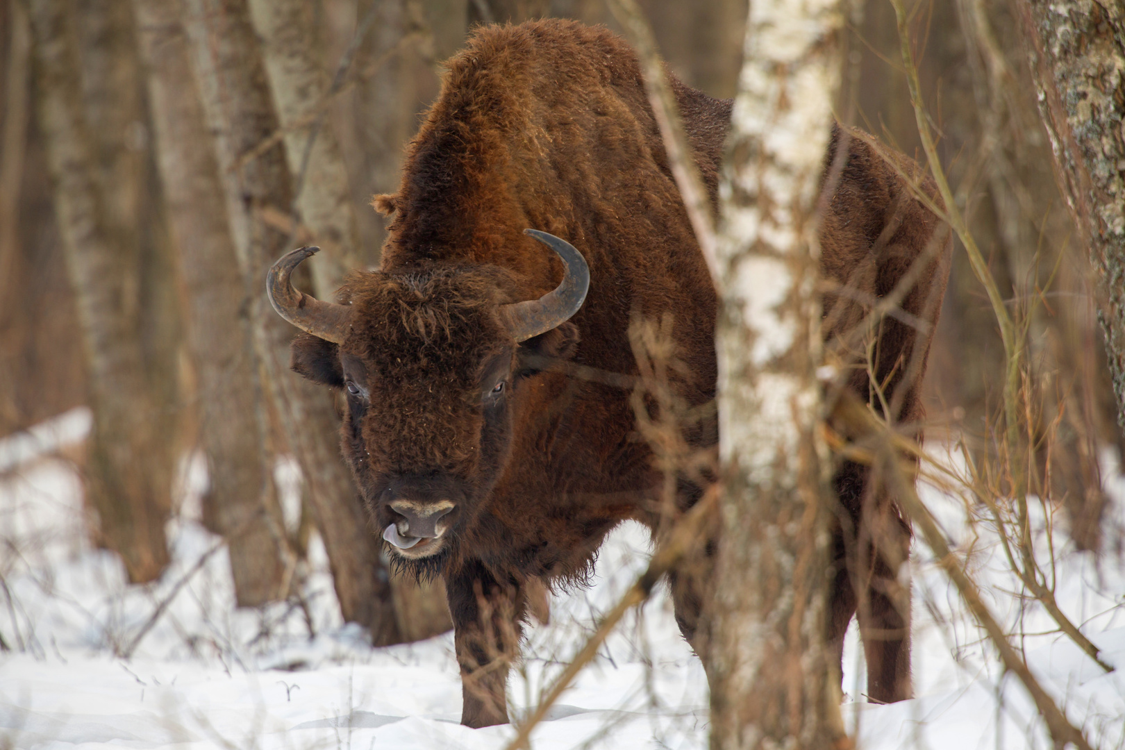 Bisons de Bialowieza 2