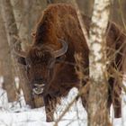 Bisons de Bialowieza 2