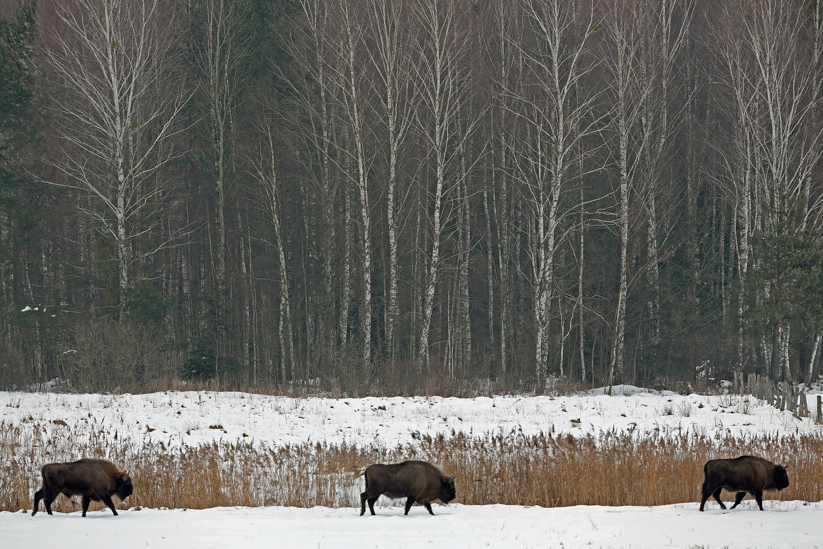 Bisons de Bialowieza