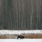 Bisons de Bialowieza