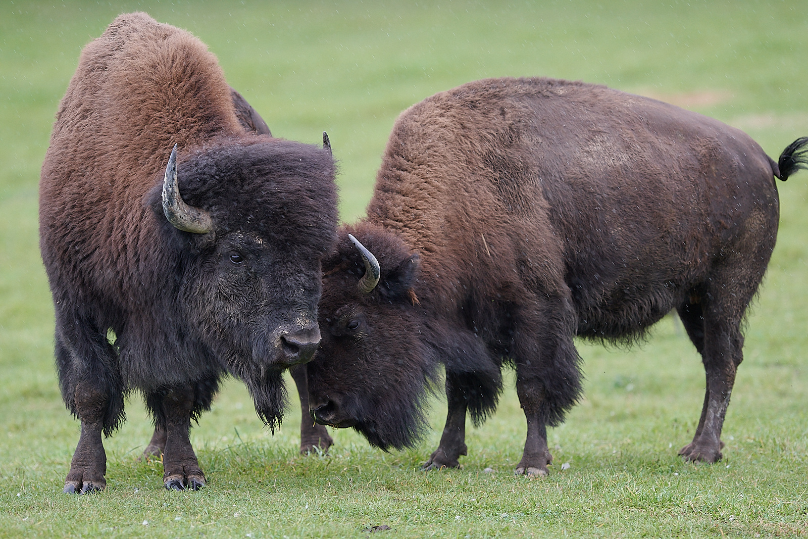 Bisons futés photo et image north america, canada, animaux Images