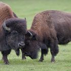 Bisons futés