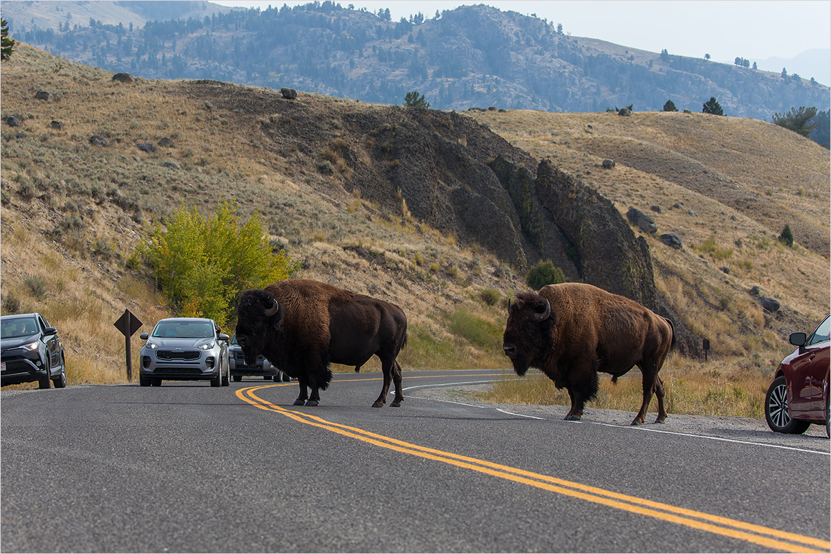 Bisons haben Vorfahrt