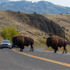 Bisons haben Vorfahrt