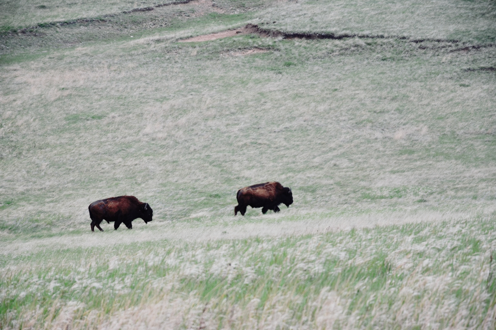 Bisons im Badlands Nationalpark,  USA 