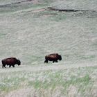 Bisons im Badlands Nationalpark,  USA 
