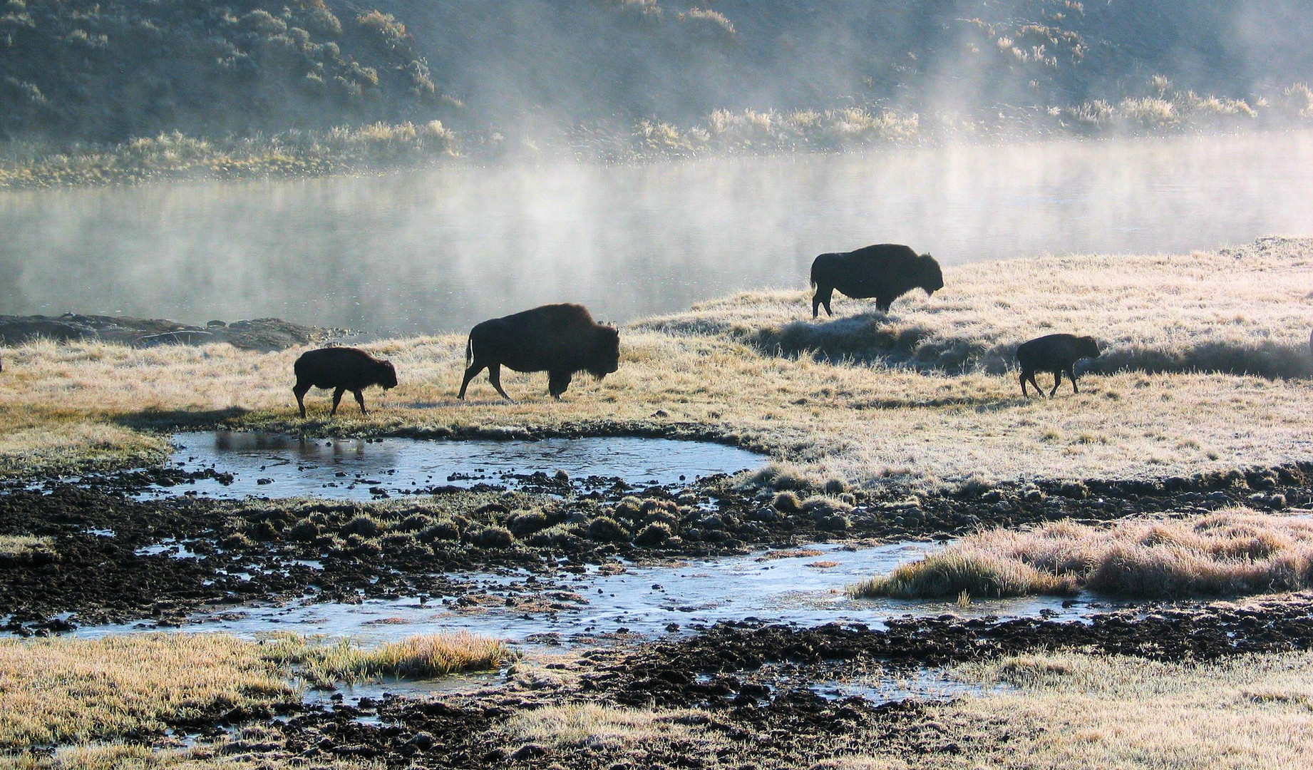 Bisons im Hayden Valley