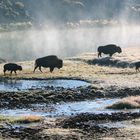 Bisons im Hayden Valley