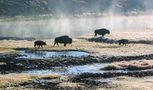 Bisons im Hayden Valley von Monika Hütter 