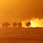 Bisons im Licht des Sonnenuntergangs