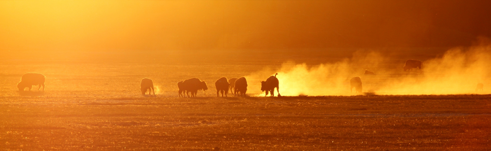 Bisons im Licht des Sonnenuntergangs