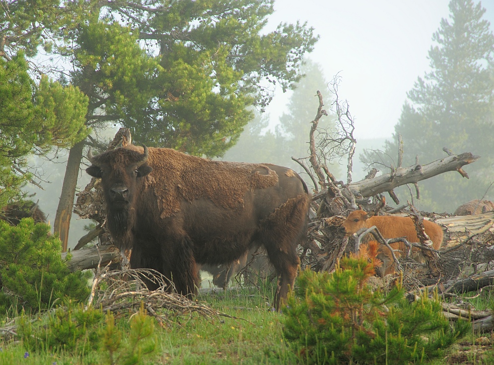 Bisons im Nebel