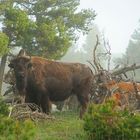 Bisons im Nebel