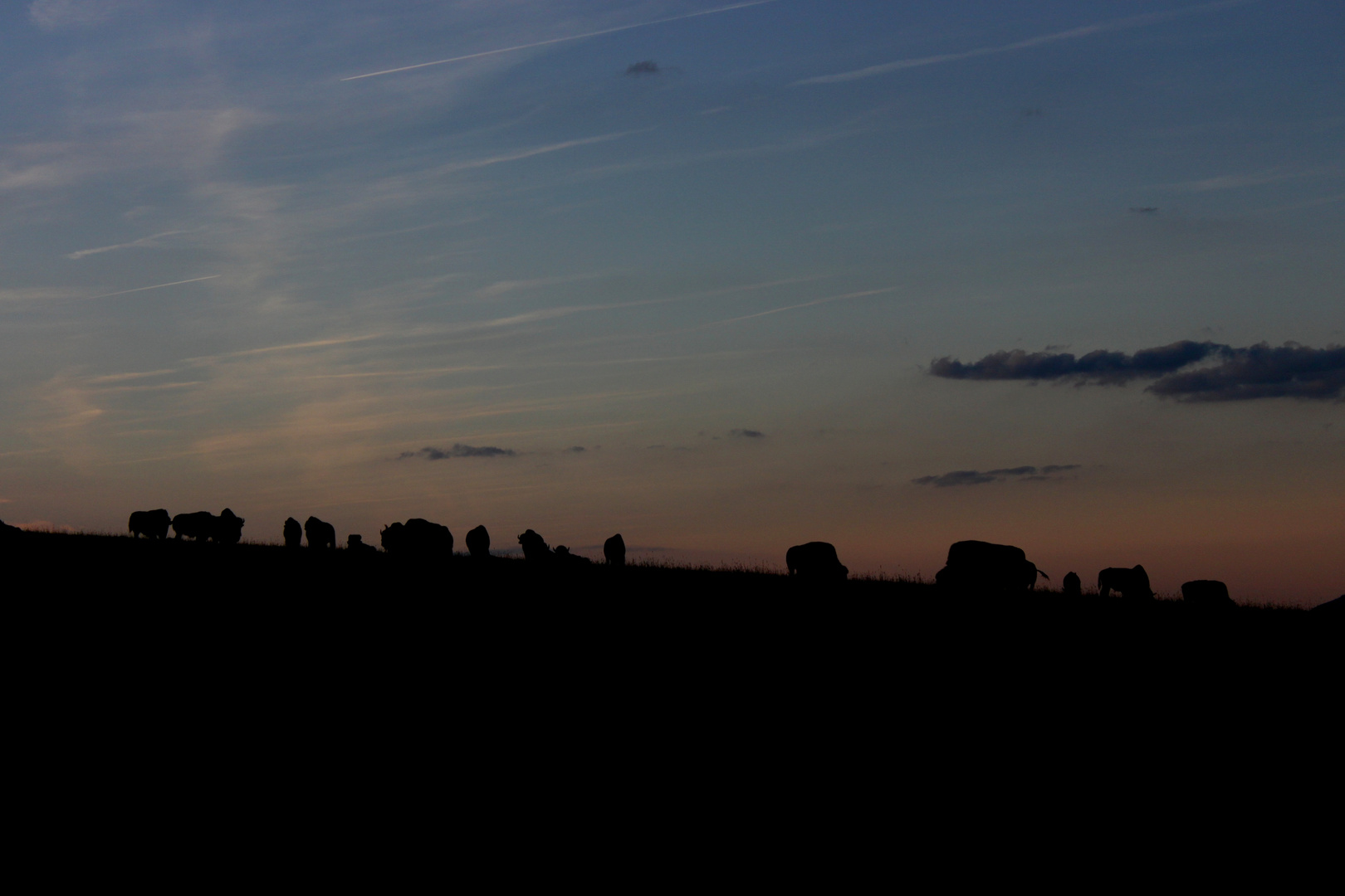 Bisons im Sauerland