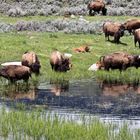 Bisons im Yellow Stone NP