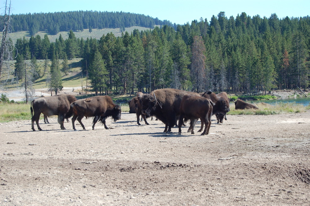 Bisons im Yellowstone