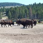 Bisons im Yellowstone