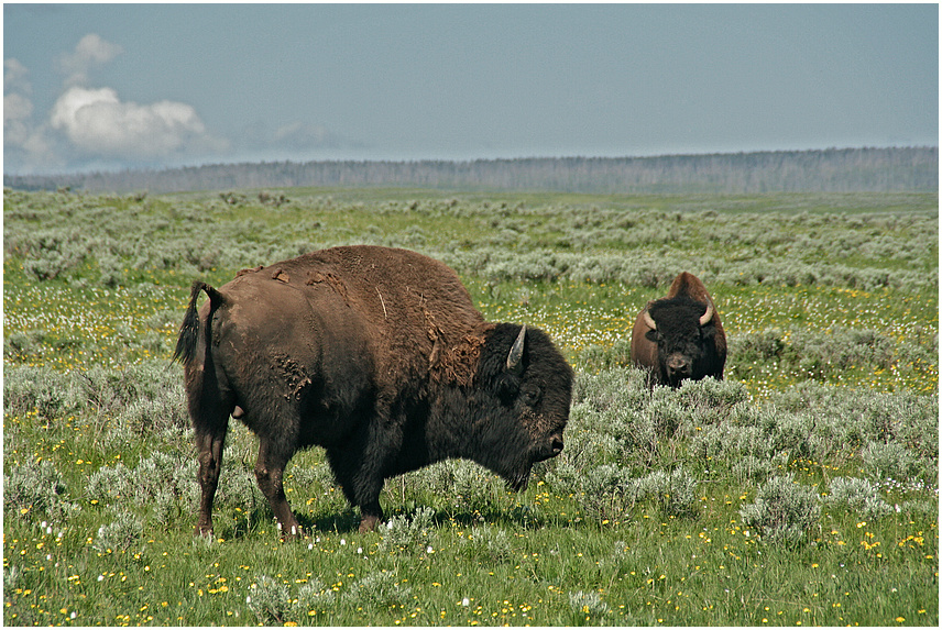 Bisons im Yellowstone Park