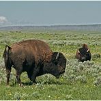 Bisons im Yellowstone Park