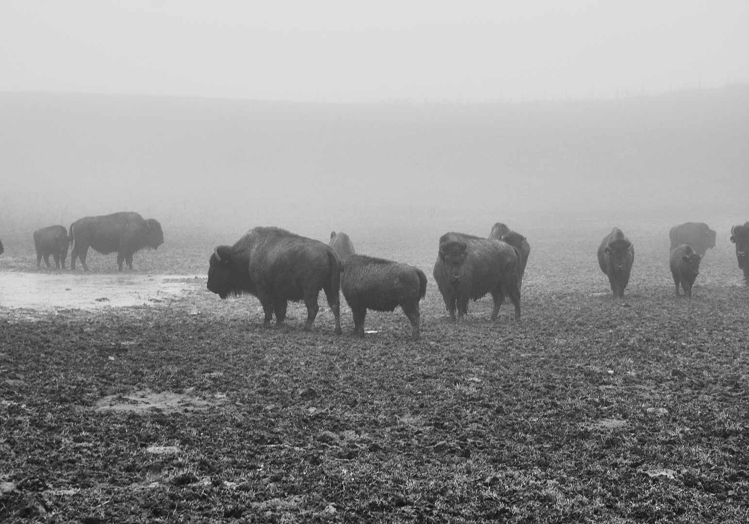 Bisons in BW