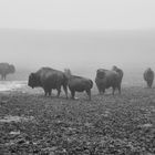 Bisons in BW