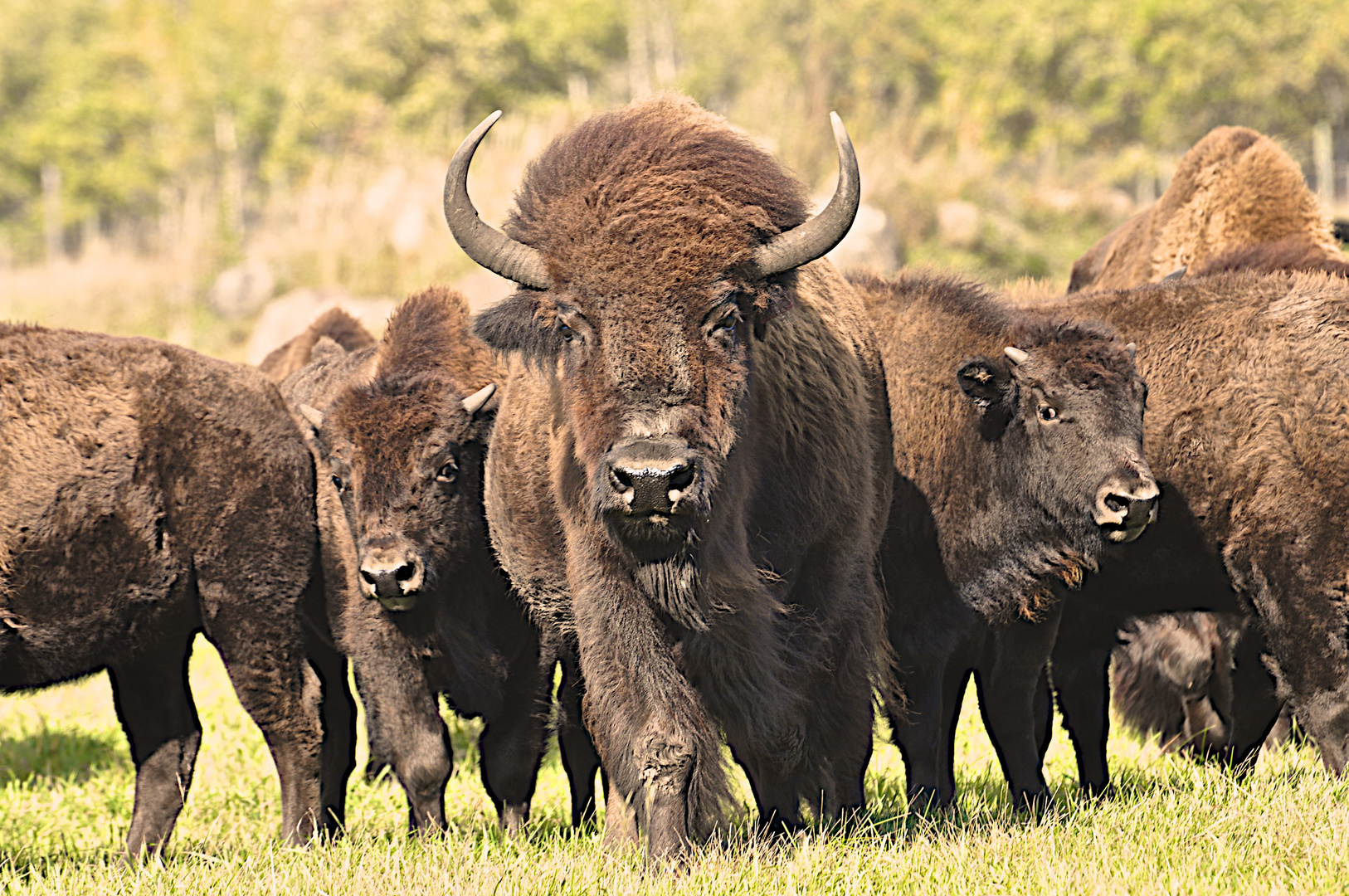 Bisons in Manitoba