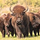 Bisons in Manitoba