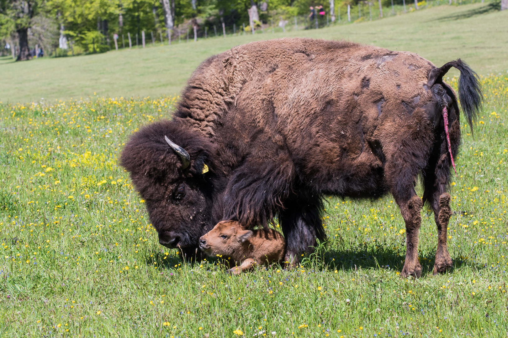 Bisons Nachwuchs